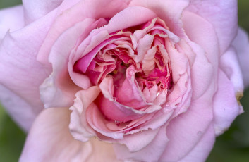 Картинка цветы розы чайная роза роса цветки розовая макро