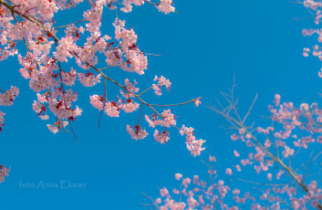 Картинка цветы сакура +вишня весна макро ветки цвет голубой небо