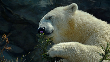 Картинка животные медведи белый медведь чертополох