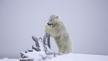 Картинка животные медведи детёныш медвежонок медведь белый коряга зима снег аляска