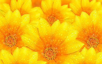 Картинка цветы цинния текстура вода роса капли лепестки