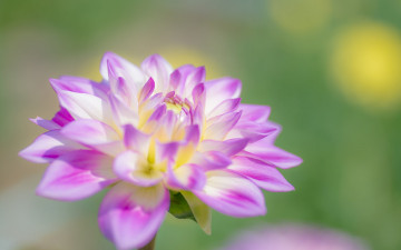 Картинка цветы георгины бутон природа краски лепестки
