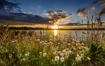 Картинка цветы ромашки закат озеро заповедник англия западный йоркшир england west yorkshire