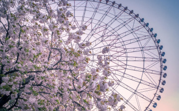 Картинка разное карусели +качели +аттракционы колесо обозрения атракцион весна цветы дерево