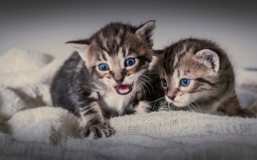 Картинка животные коты двойняшки малыши котята