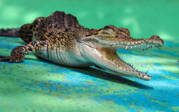 Картинка животные крокодилы крокодил зубы пасть крокодильчик