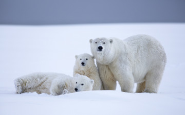 Картинка животные медведи белые аляска детёныши медвежата медведица зима снег