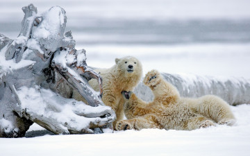 Картинка животные медведи белые снег аляска медвежата коряга зима