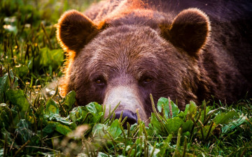 Картинка животные медведи взгляд морда медведь гризли