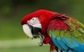 Картинка животные попугаи попугай ара зеленокрылый клюв перья птица
