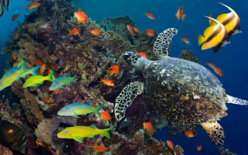 Картинка животные разные+вместе разноцветные кораллы рыбы подводный мир океан море под водой плавают черепаха