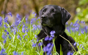 Картинка животные собаки колокольчики цветы собака лабрадор-ретривер
