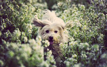 Картинка животные собаки настроение радость пёсик цветы собака котон де тулеар