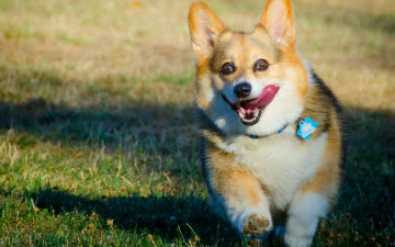 Картинка животные собаки вельш-корги собака пёсик язык радость настроение