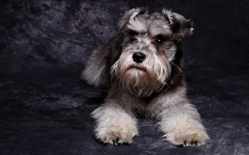 Картинка животные собаки взгляд собака шнауцер