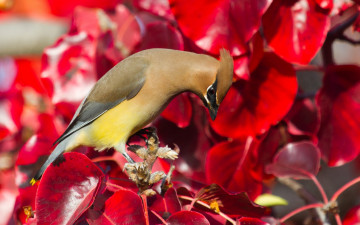 Картинка животные свиристели листья птица краски свиристель