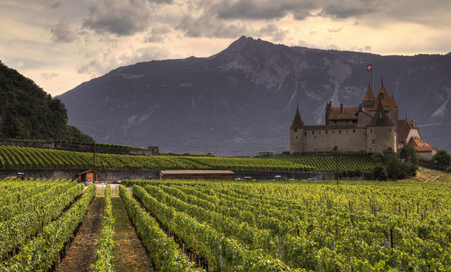 Обои картинки фото castle and wine, города, замки швейцарии, виноградники, замок