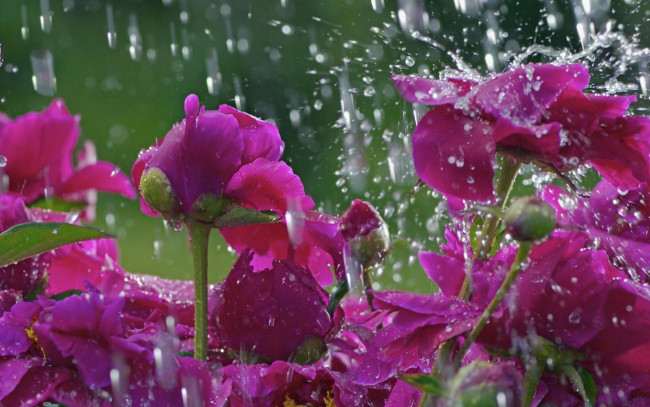 Обои картинки фото цветы, пионы, вода, дождь, бутоны, капли, розовые
