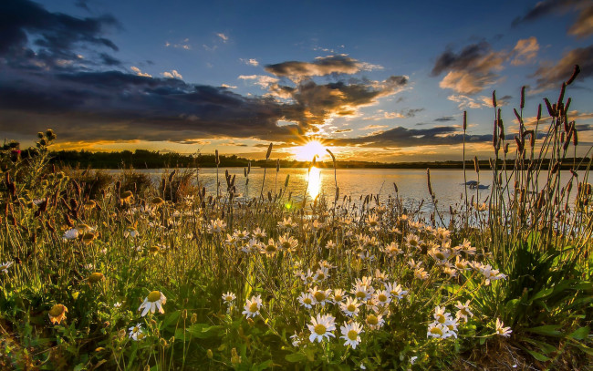 Обои картинки фото цветы, ромашки, закат, озеро, заповедник, англия, западный, йоркшир, england, west, yorkshire