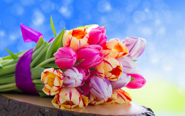 Обои картинки фото цветы, тюльпаны, нежно, голубой