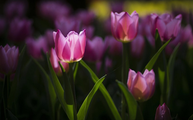 Обои картинки фото цветы, тюльпаны, весна, клумба, розовые