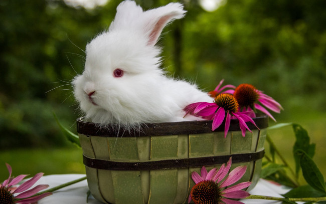 Обои картинки фото животные, кролики,  зайцы, цветы, кролик, белый