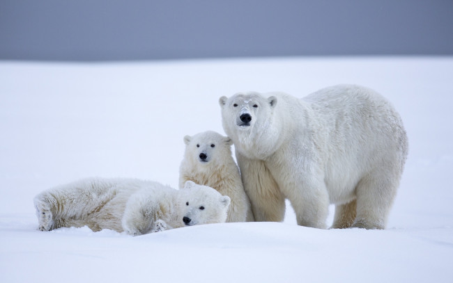 Обои картинки фото животные, медведи, белые, аляска, детёныши, медвежата, медведица, зима, снег