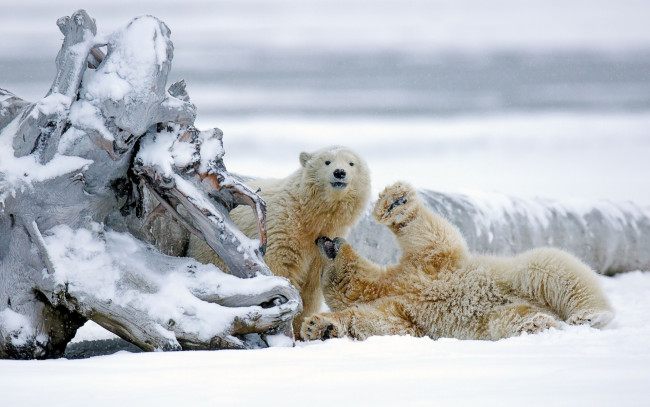 Обои картинки фото животные, медведи, белые, снег, аляска, медвежата, коряга, зима