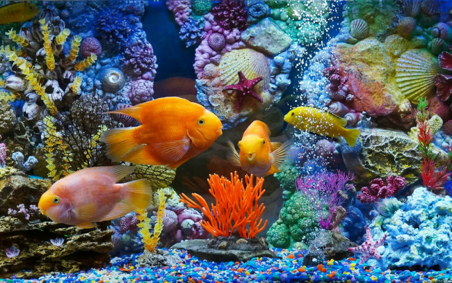 Обои картинки фото животные, рыбы, аквариум, рыбки, кораллы, ракушки