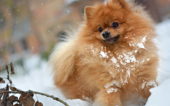 Обои картинки фото животные, собаки, собака, собачка, шпиц, снег, игра