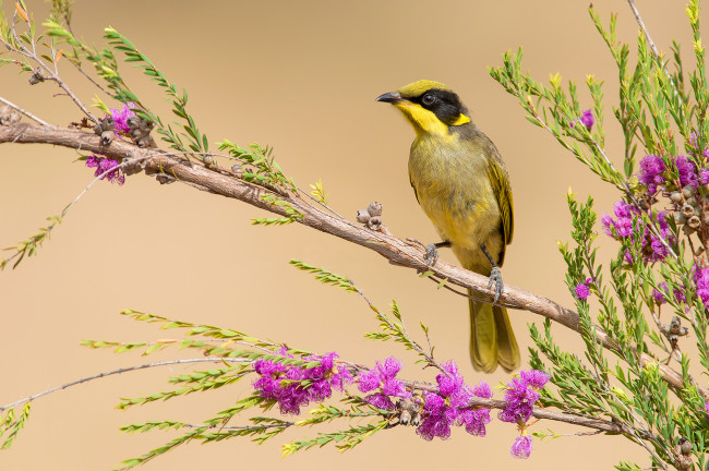 Обои картинки фото yellow-tufted honeyeater, животные, птицы, птичка