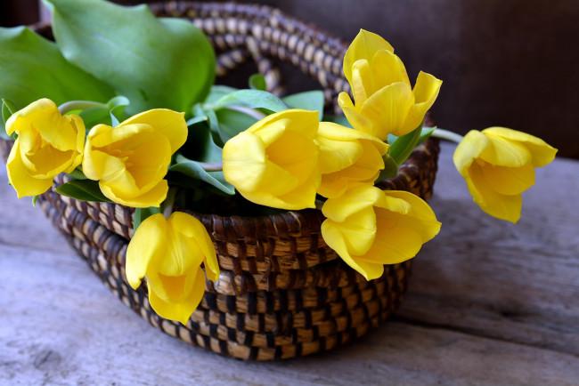 Обои картинки фото цветы, тюльпаны, желтые, корзинка