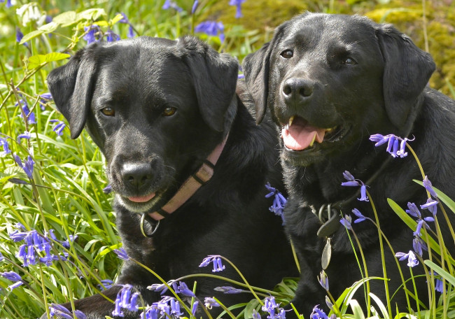 Обои картинки фото животные, собаки, колокольчики, цветы, парочка, лабрадор-ретривер