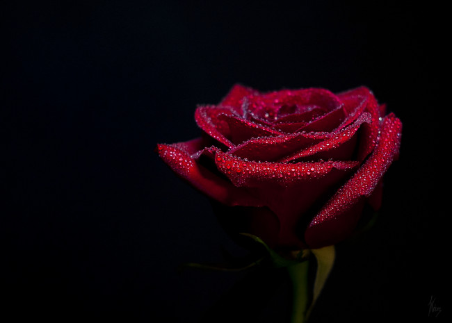 Обои картинки фото цветы, розы, капли, красная, роза, чёрный, фон