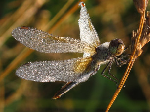 Картинка животные стрекозы стрекоза стебель травинка роса крылья капли