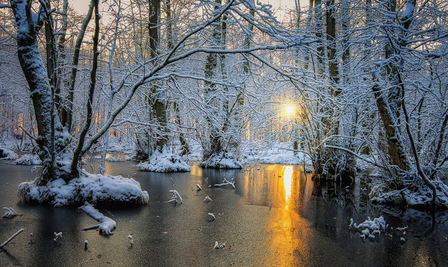 Обои картинки фото природа, лес, лёд, рассвет, деревья, скандинавия, зима