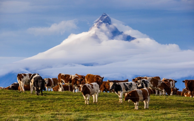 Обои картинки фото животные, коровы,  буйволы, гора, анды, Чили