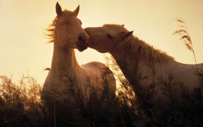 Обои картинки фото животные, лошади, нежность, трава, белые, пара