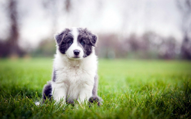 Обои картинки фото животные, собаки, голубоглазый, щенок, трава, лужайка