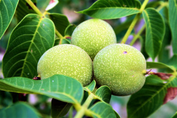 Картинка природа плоды орех грецкий