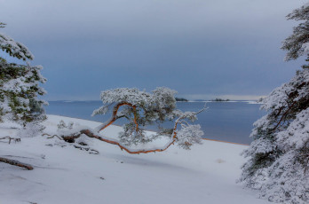 Картинка природа зима ладога сосны озеро