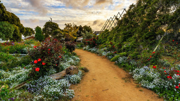 Картинка природа парк аллея цветы