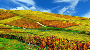 Картинка природа поля виноградники холм