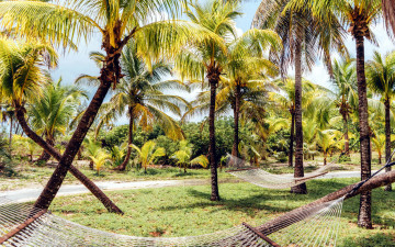 Картинка природа тропики гамаки пальмы