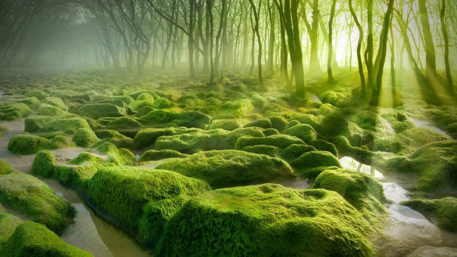 Обои картинки фото природа, другое, туман, мох, вода, деревья, лес, камни
