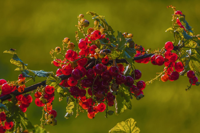 Обои картинки фото природа, ягоды, красная, смородина