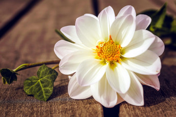 Картинка цветы георгины белый георгин макро