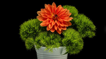 Картинка цветы георгины оранжевый георгин зелень