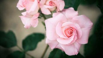 Картинка цветы розы нежный розовый
