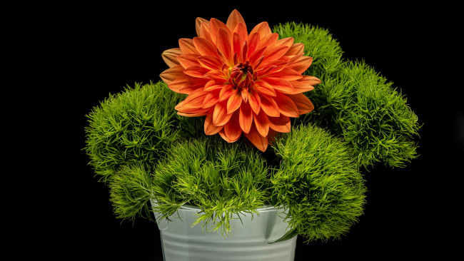 Обои картинки фото цветы, георгины, оранжевый, георгин, зелень